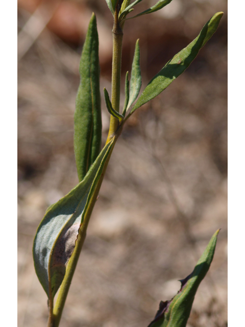 Eriogonum longifolium var. longifolium (Longleaf buckwheat) #28855