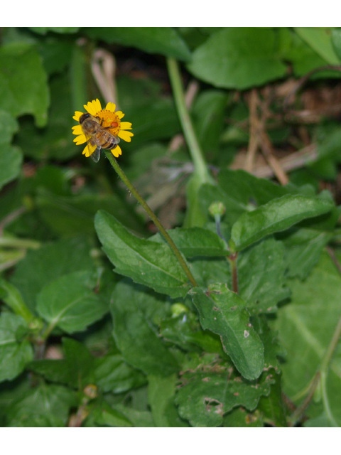 Acmella oppositifolia var. repens (Oppositeleaf spotflower) #30084