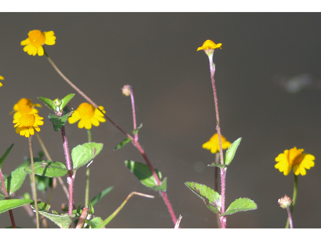 Acmella oppositifolia var. repens (Oppositeleaf spotflower) #30086