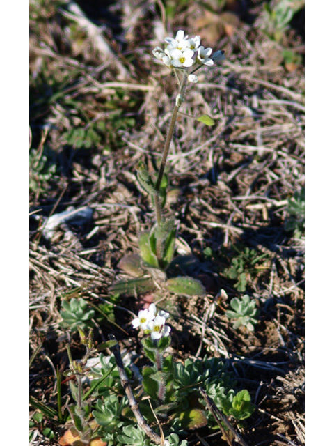 Draba cuneifolia (Wedgeleaf draba) #32727