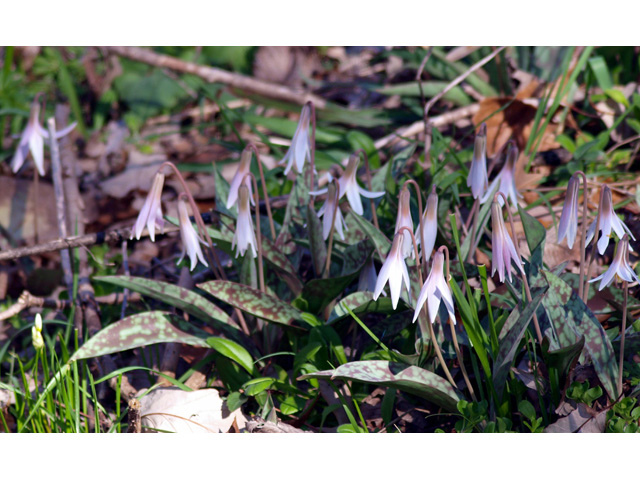 Erythronium albidum (White troutlily) #32729