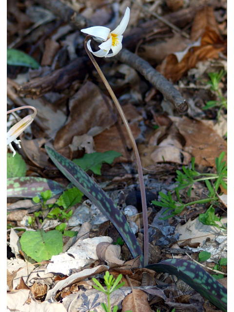 Erythronium albidum (White troutlily) #32730