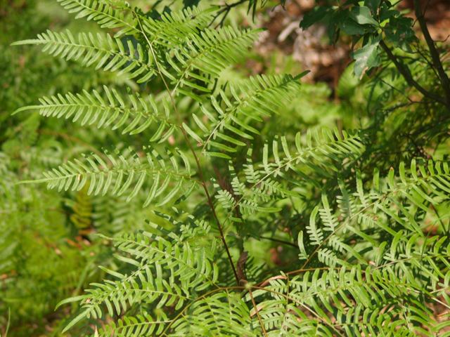 Athyrium filix-femina (Common lady fern) #42089