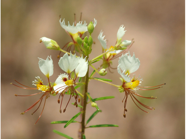 Polanisia erosa ssp. erosa (Large clammyweed) #42095