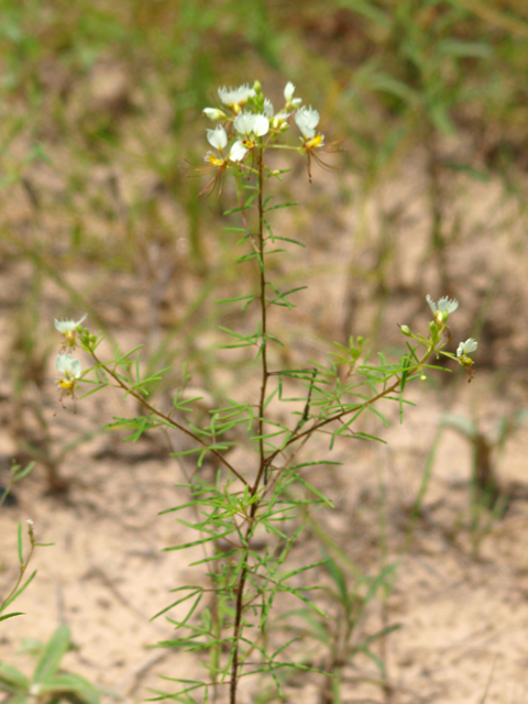 Polanisia erosa ssp. erosa (Large clammyweed) #42096