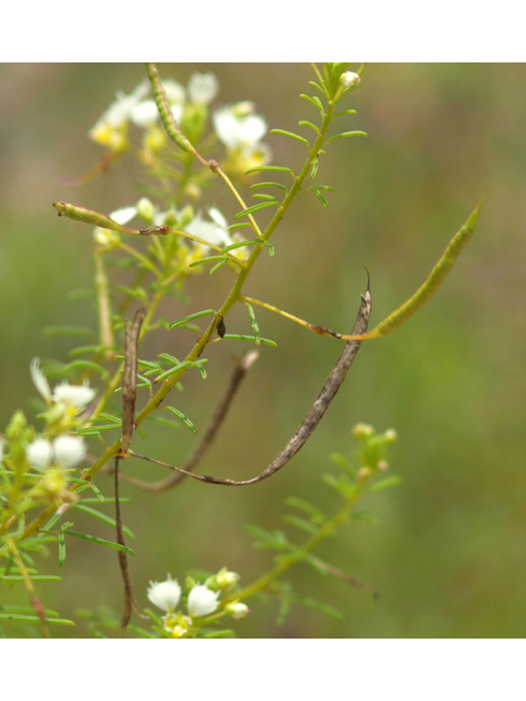 Polanisia erosa ssp. erosa (Large clammyweed) #42103