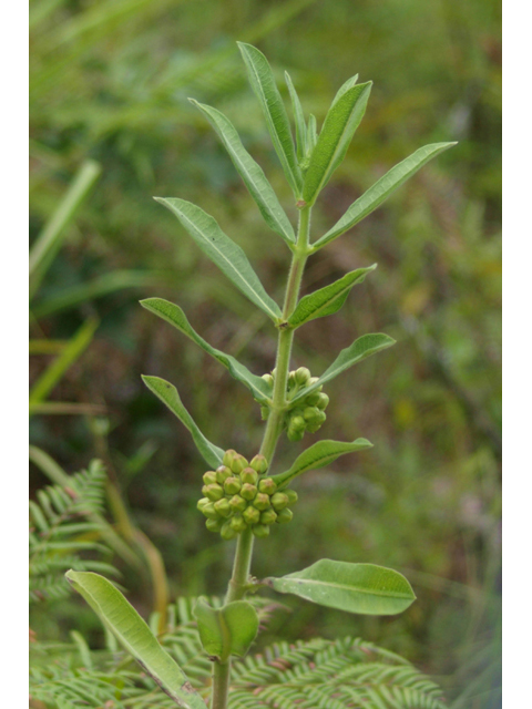 Asclepias arenaria (Sand milkweed) #42113