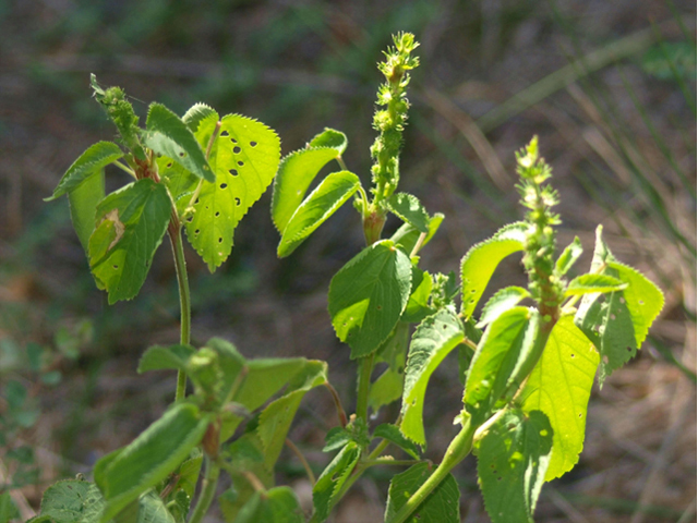 Acalypha ostryifolia (Pineland threeseed mercury) #42122