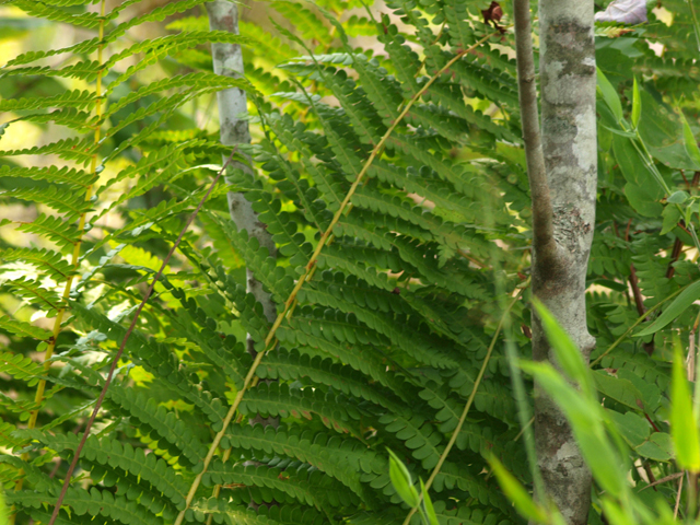 Osmunda cinnamomea (Cinnamon fern) #42127