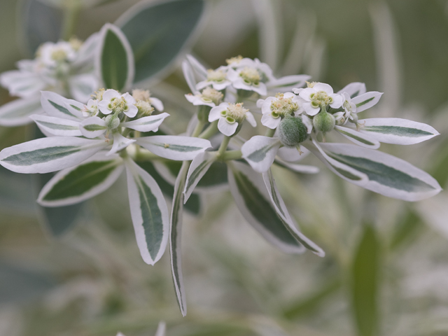 Euphorbia bicolor (Snow on the prairie) #26619