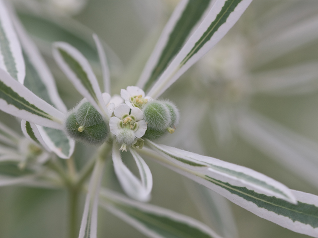 Euphorbia bicolor (Snow on the prairie) #26620