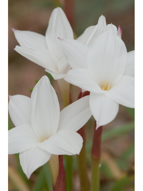 Cooperia pedunculata (Hill country rain lily) #38716