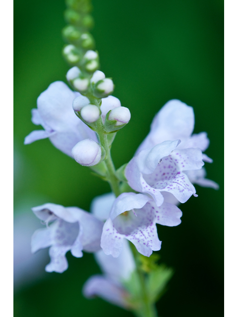 Physostegia intermedia (Spring obedient plant) #38717