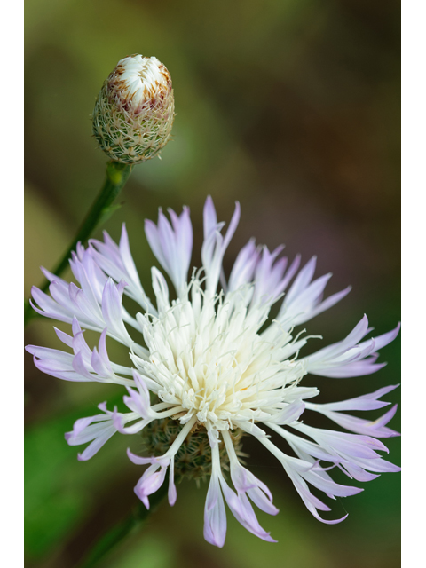 Centaurea americana (American basket-flower) #38719