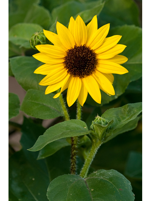 Helianthus annuus (Common sunflower) #38723
