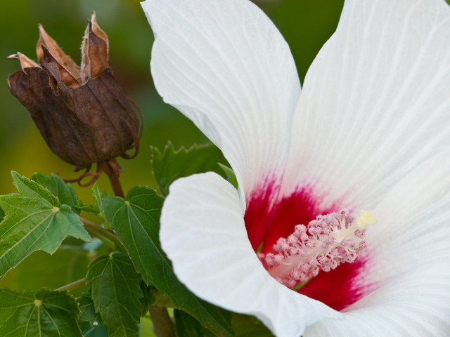 Hibiscus laevis (Halberdleaf rosemallow) #26627