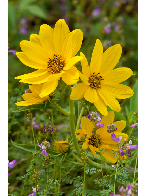 Engelmannia peristenia (Engelmann's daisy) #38738