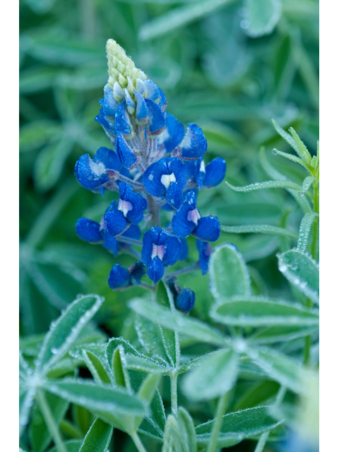 Lupinus texensis (Texas bluebonnet) #38746