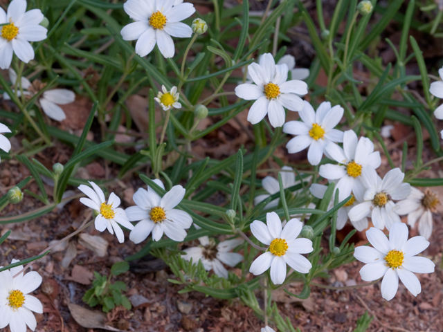 Melampodium leucanthum (Blackfoot daisy) #26629