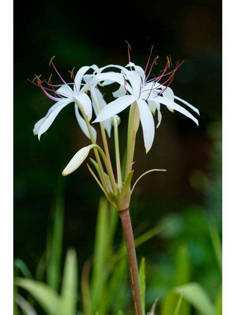 Crinum americanum (American crinum lily) #38752