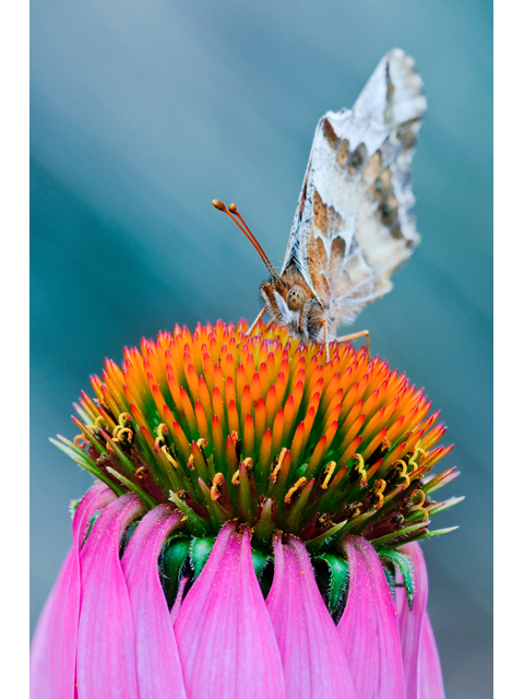 Echinacea purpurea (Eastern purple coneflower) #38754