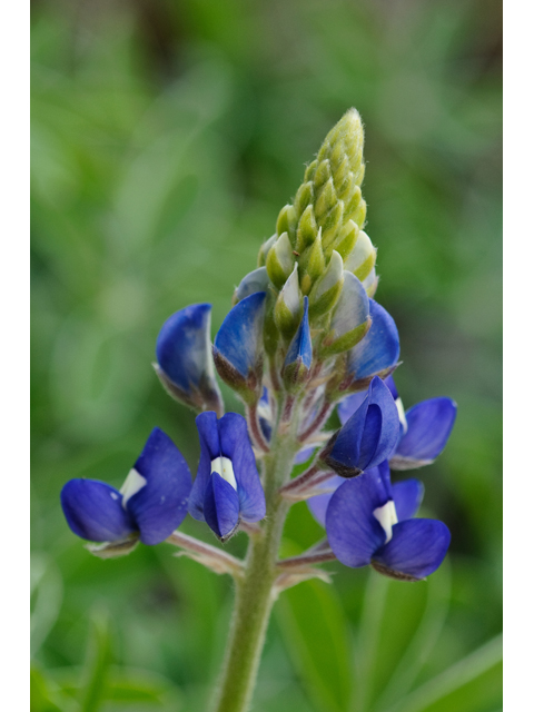 Lupinus texensis (Texas bluebonnet) #38755