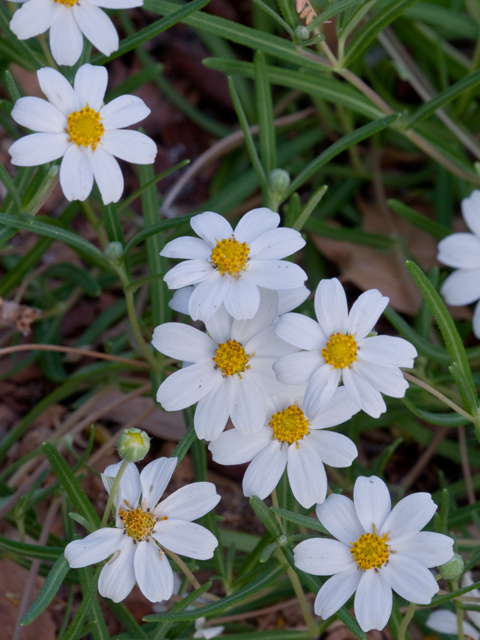 Melampodium leucanthum (Blackfoot daisy) #26630