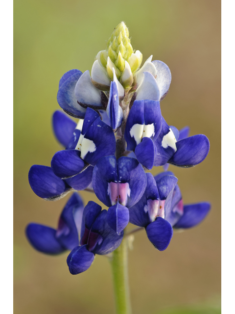 Lupinus texensis (Texas bluebonnet) #38764