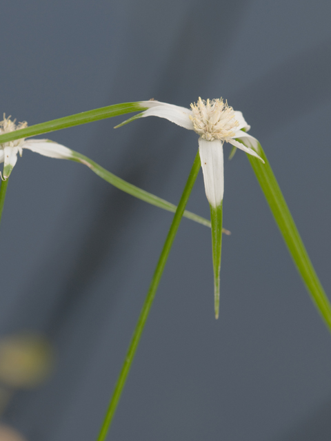 Rhynchospora colorata (Whitetop sedge) #26631
