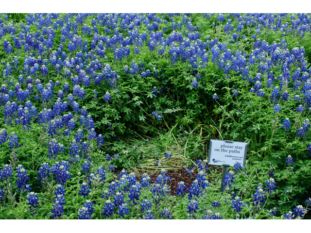 Lupinus texensis (Texas bluebonnet) #38767