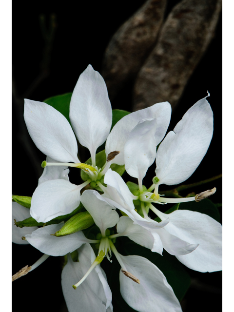 Bauhinia lunarioides (Anacacho orchid tree) #38775