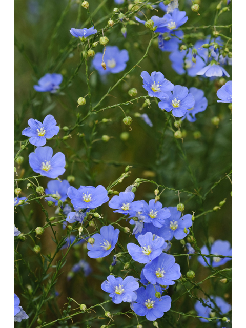 Linum lewisii (Wild blue flax) #38776