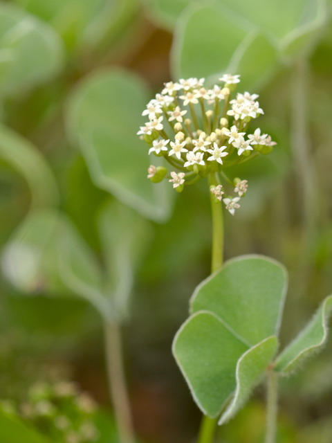 Hydrocotyle umbellata (Manyflower marsh-pennywort) #26632