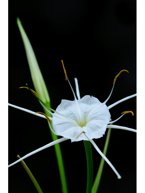 Hymenocallis liriosme (Texas spiderlily) #38792