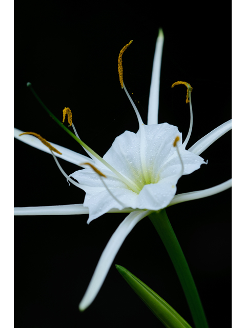 Hymenocallis liriosme (Texas spiderlily) #38793