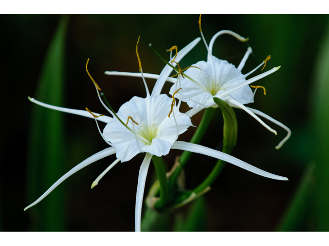 Hymenocallis liriosme (Texas spiderlily) #38796