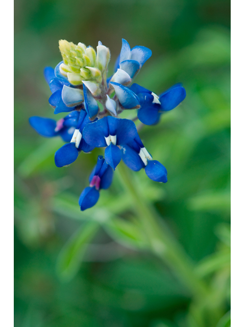 Lupinus texensis (Texas bluebonnet) #38805