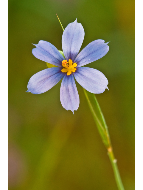 Sisyrinchium chilense (Swordleaf blue-eyed grass) #38808