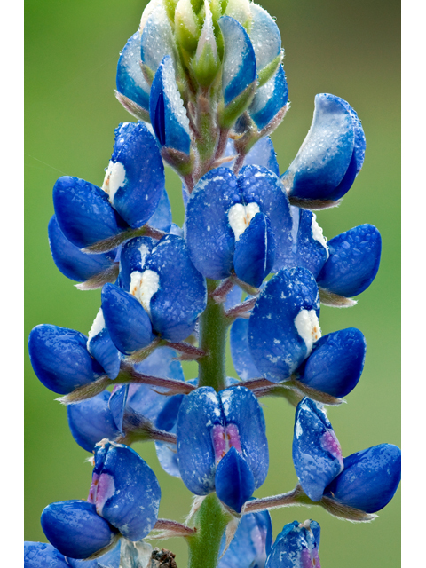 Lupinus texensis (Texas bluebonnet) #38811