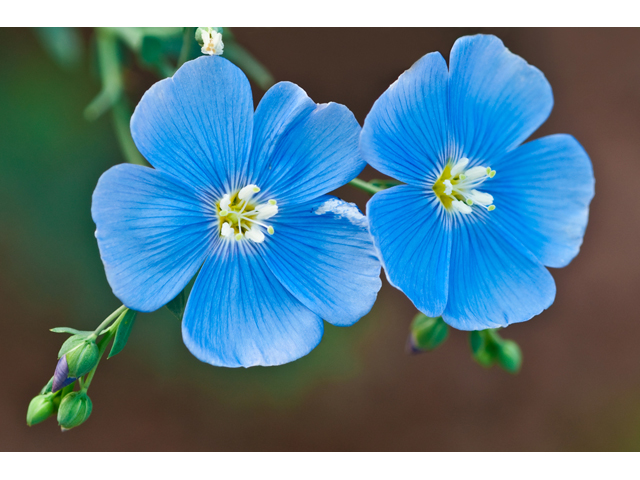 Linum lewisii (Wild blue flax) #38830