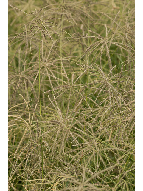 Chloris verticillata (Tumble windmill grass) #46492