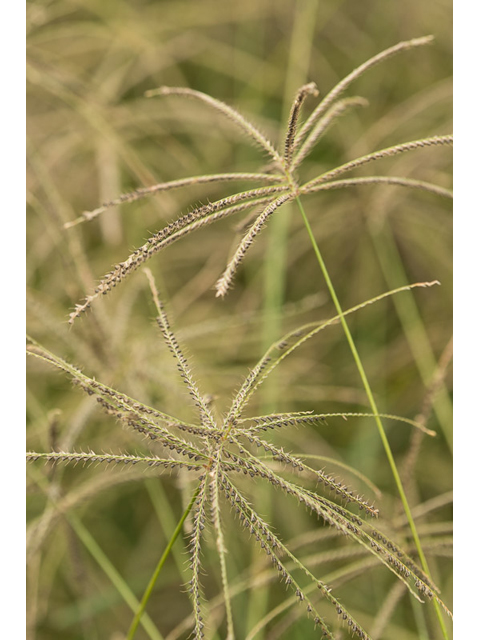 Chloris verticillata (Tumble windmill grass) #46493