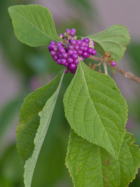 Callicarpa americana (American beautyberry ) #26656
