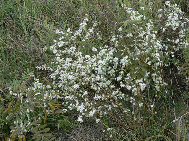 Symphyotrichum ericoides (White heath aster) #19272