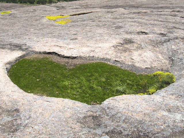 Isoetes lithophila (Rock quillwort) #36780