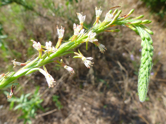 Oenothera curtiflora (Velvetweed) #39124