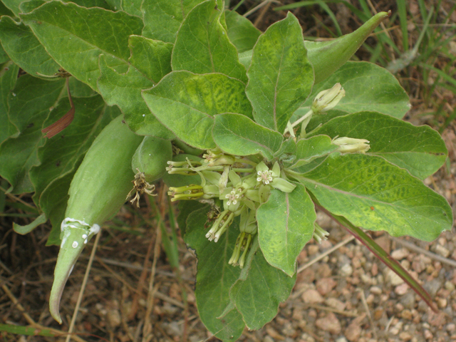 Asclepias oenotheroides (Zizotes milkweed) #39160