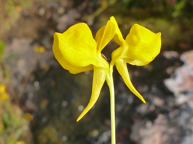 Utricularia cornuta (Horned bladderwort) #39161