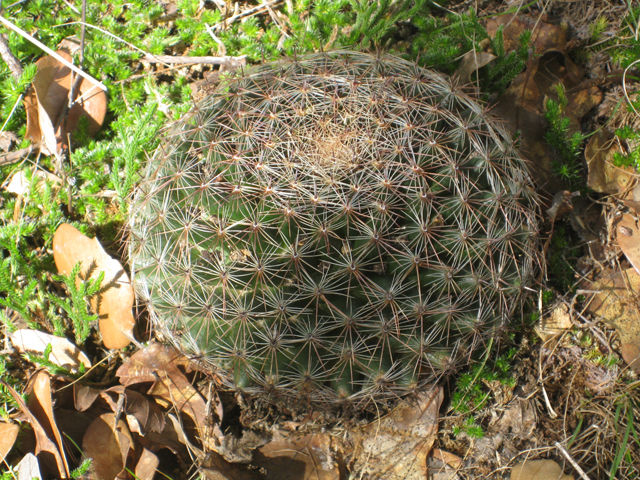 Mammillaria heyderi var. heyderi (Little nipple cactus) #39176
