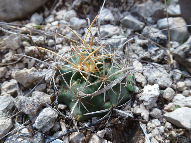 Ancistrocactus tobuschii (Tobusch fishhook cactus) #39179